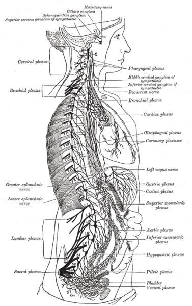 autonomic nervous system and stress